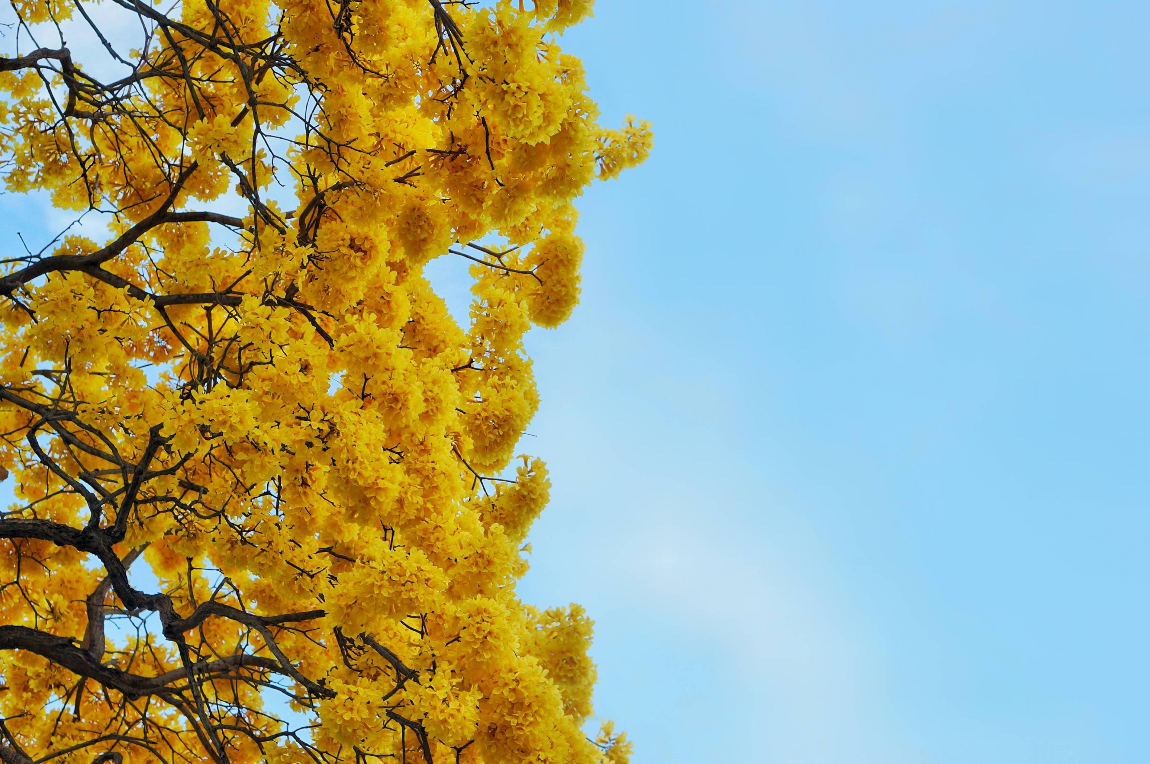 Aesthetic Yellow Tree , HD Wallpaper & Backgrounds