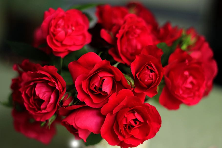 Roses, Red Roses, Nature, Beautiful Flower, Bouquet, - Beautiful Flower Wallpaper Rose , HD Wallpaper & Backgrounds