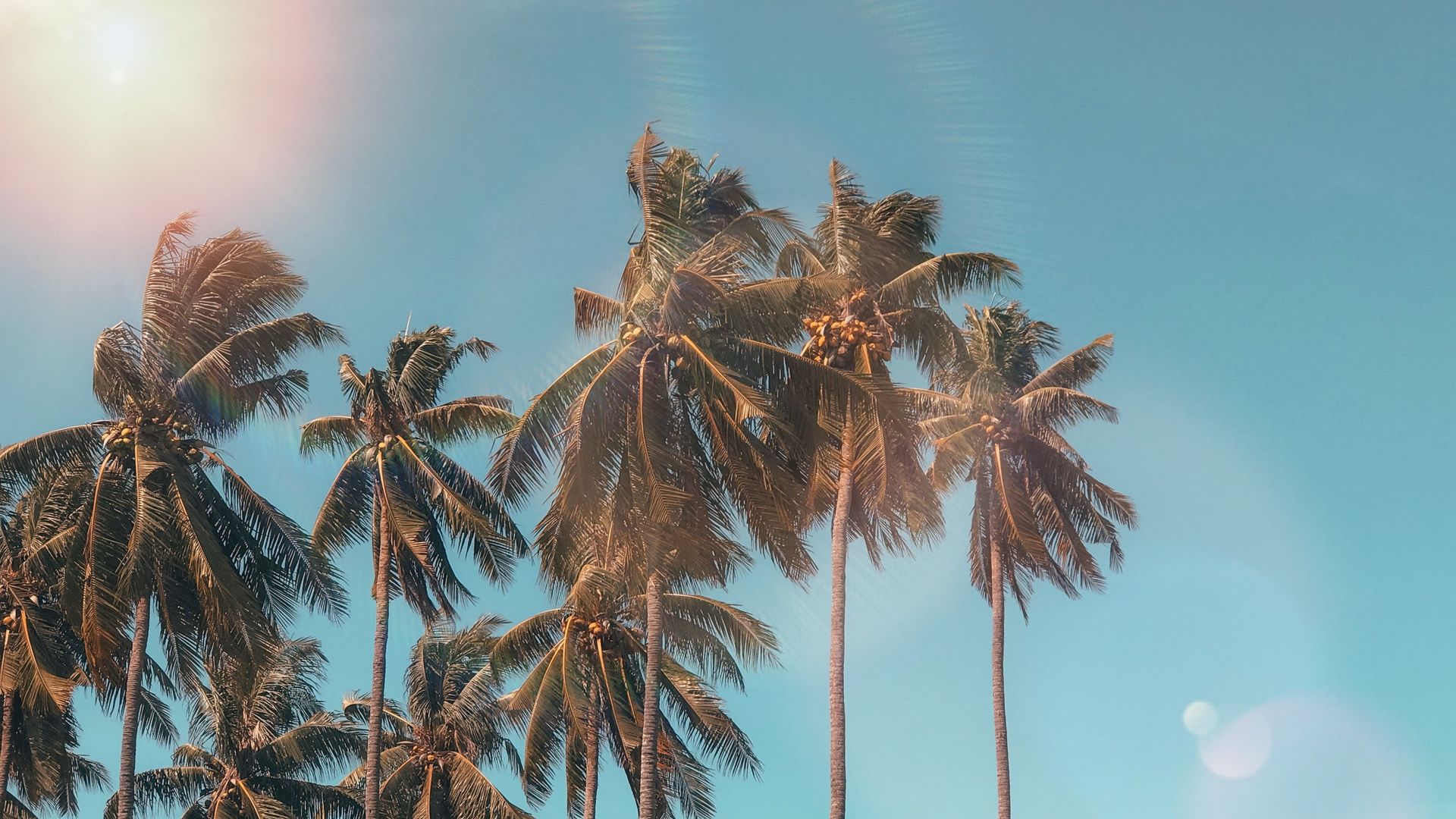 Palm Trees Under Blue Cloudy Sky Summer Wallpaper , HD Wallpaper & Backgrounds