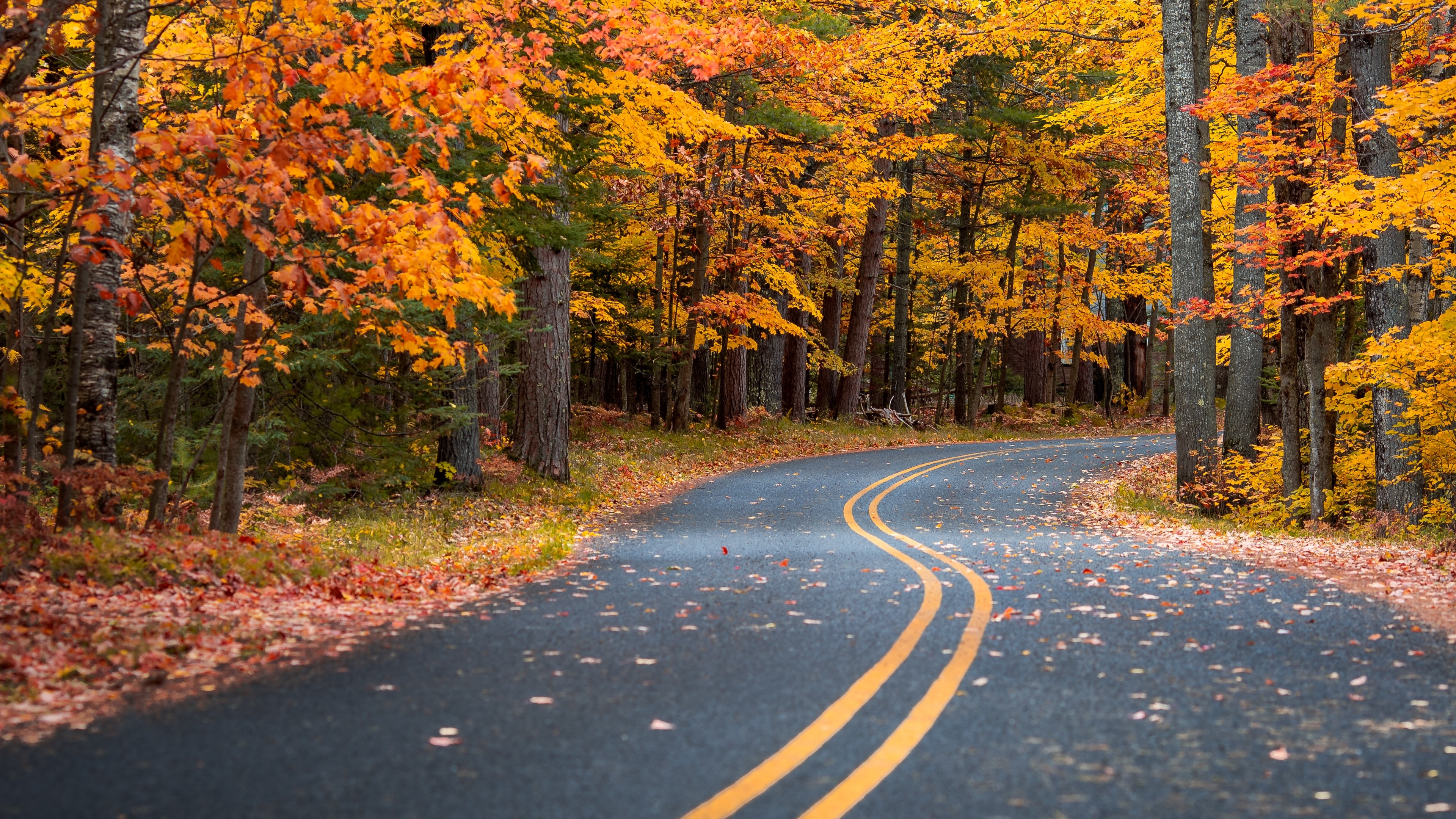 Autumn Road Scenery Wallpaper For Desktop - Autumn Road Wallpapers Hd , HD Wallpaper & Backgrounds