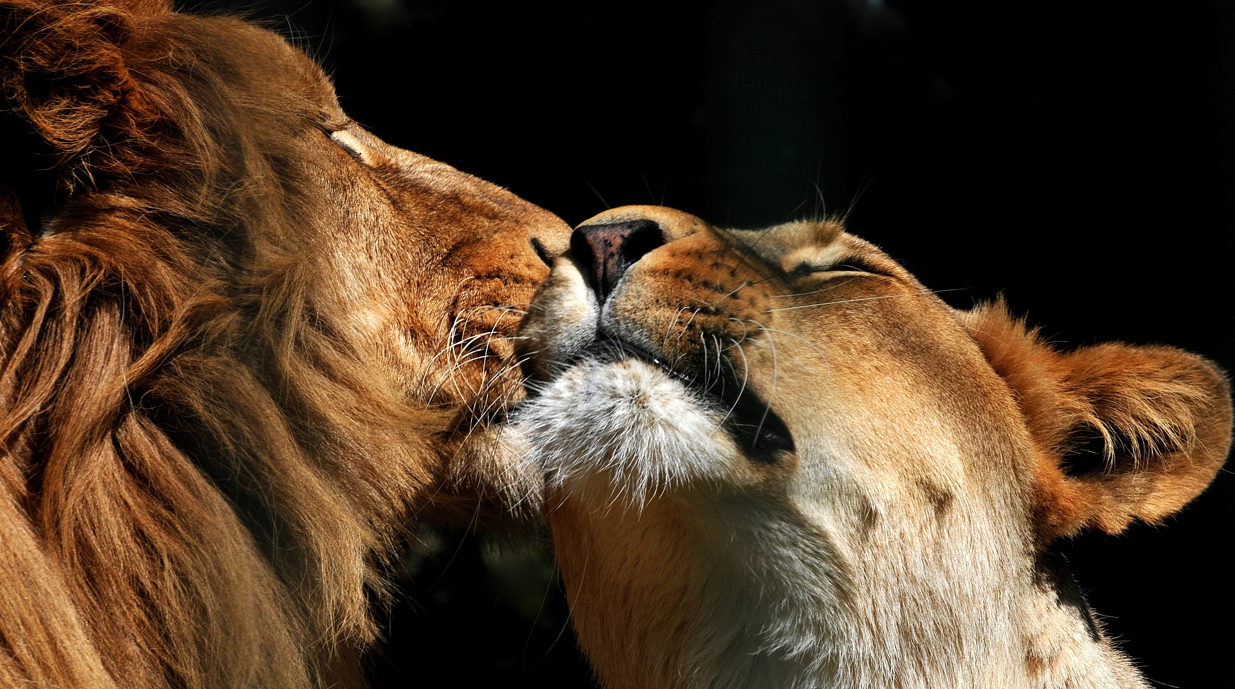 Lion Couple Wallpaper