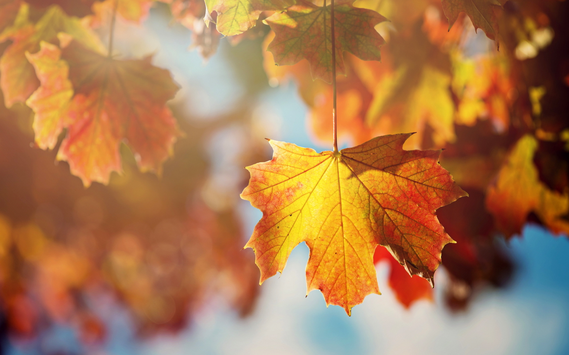 Autumn Maple Leaf , HD Wallpaper & Backgrounds