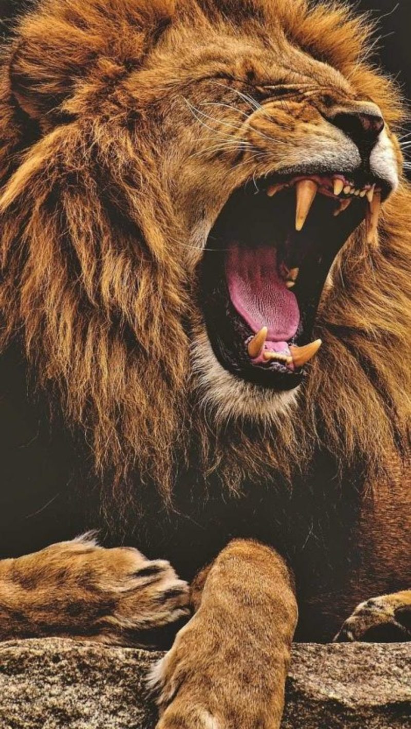 Lion Roaring Wallpaper Iphone , HD Wallpaper & Backgrounds