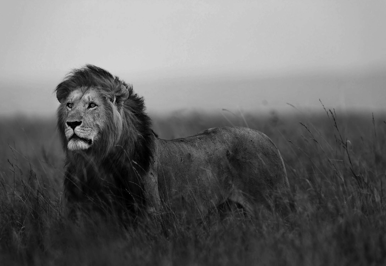 Black And White Lion Wallpaper Mural - Schwarz Weiß Löwe Wallpaper 4k , HD Wallpaper & Backgrounds