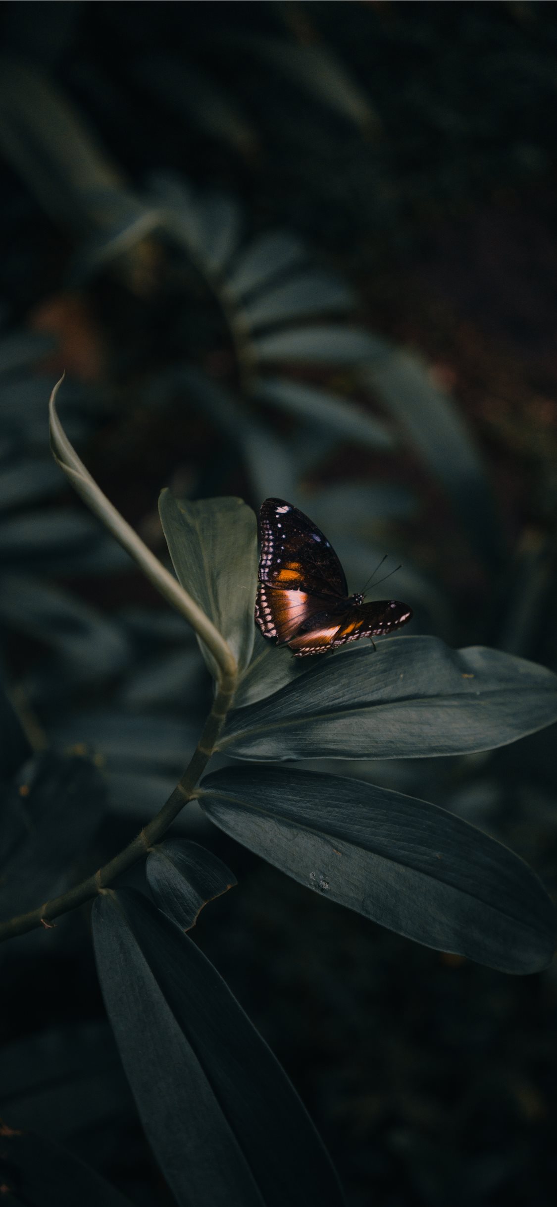 Iphone Butterfly , HD Wallpaper & Backgrounds