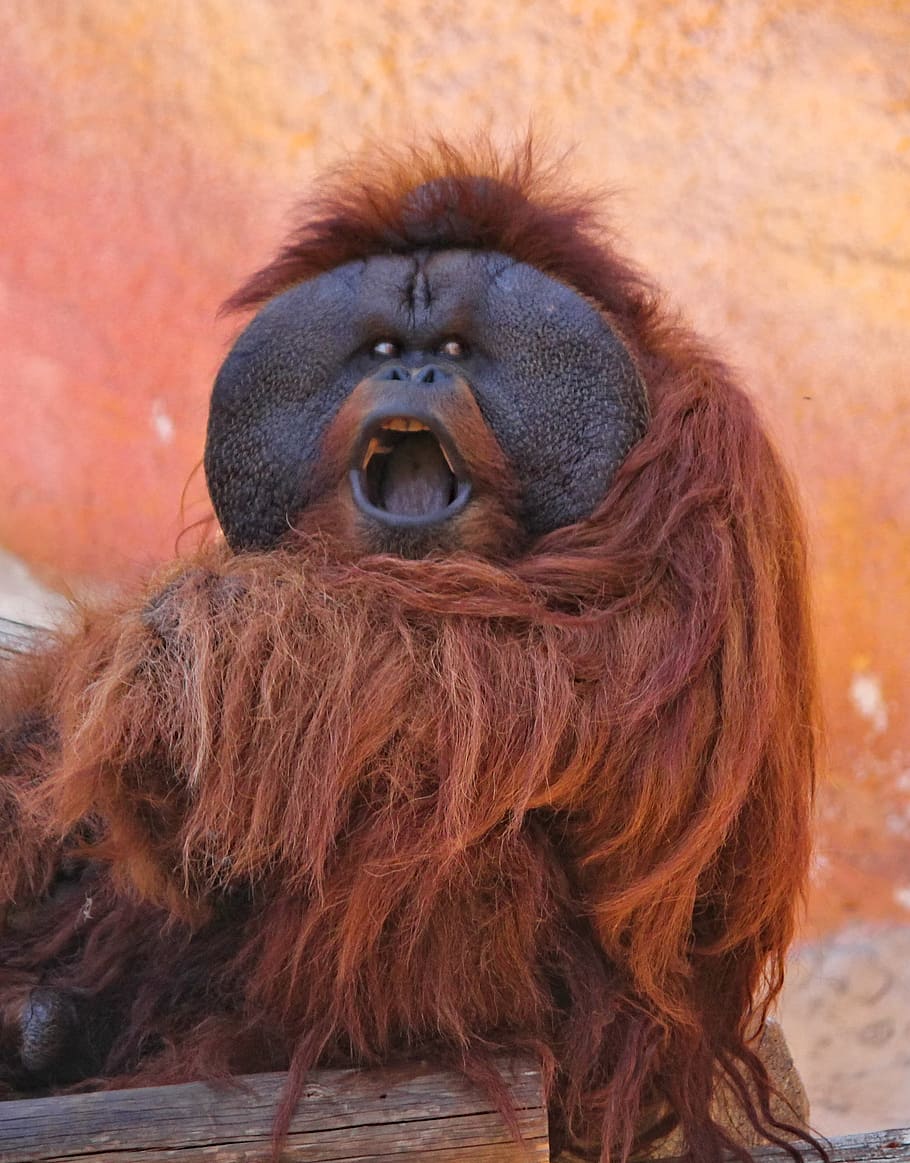 Orangutan, Screaming, Upset, Angry, Monkey, Primate, - Orangutan Monkey , HD Wallpaper & Backgrounds