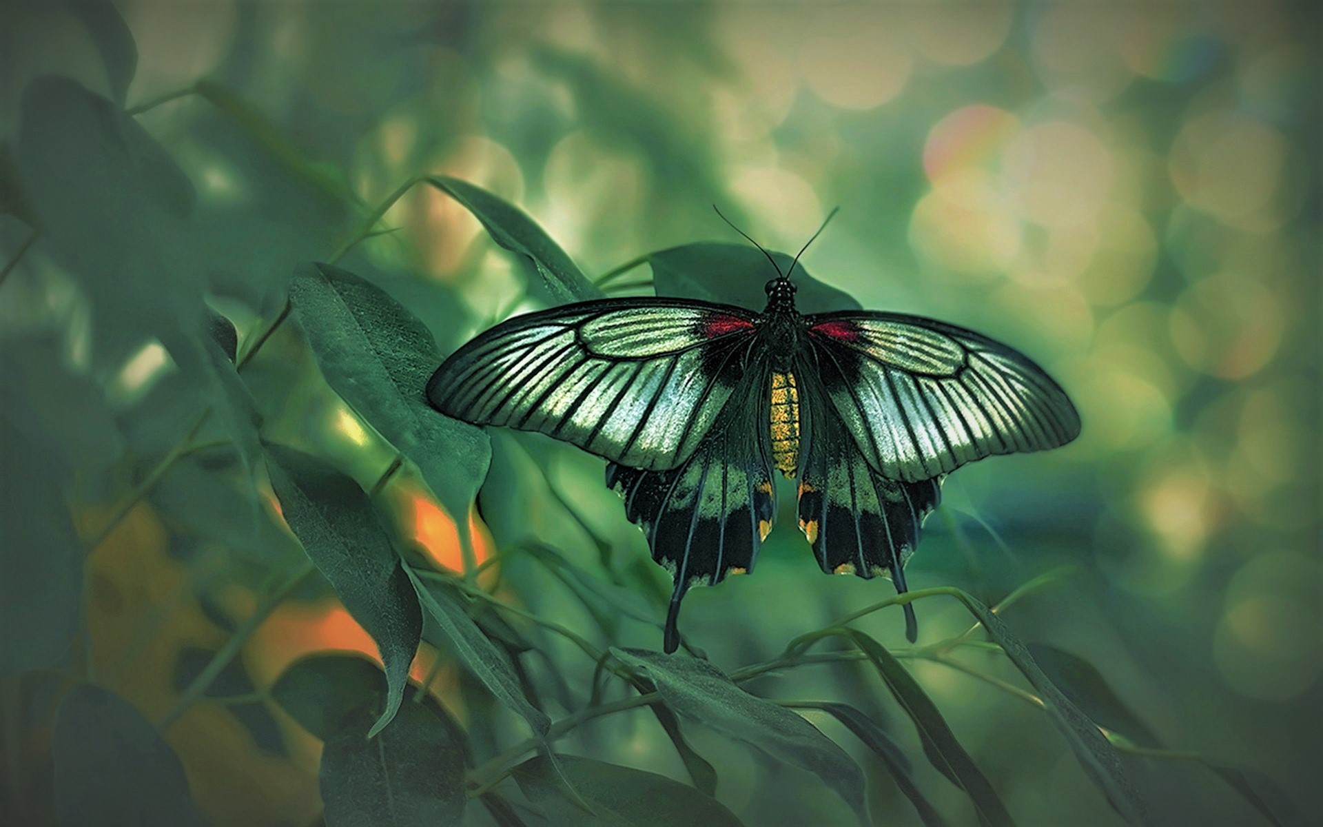 Background Butterfly Landscape , HD Wallpaper & Backgrounds