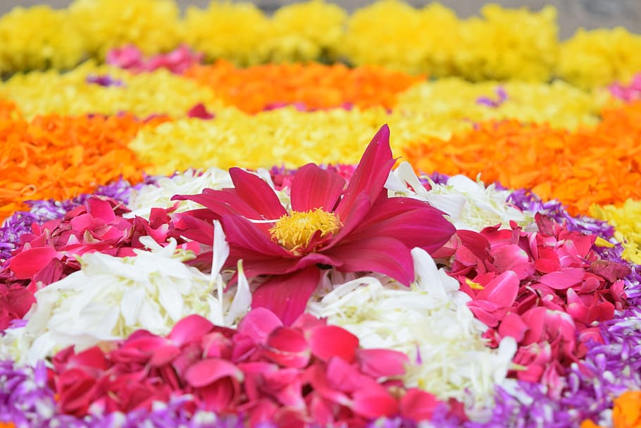 Assorted Flower Bed, Onam, Kerala, Festival, India, - Onam 2019 Wishes Malayalam , HD Wallpaper & Backgrounds
