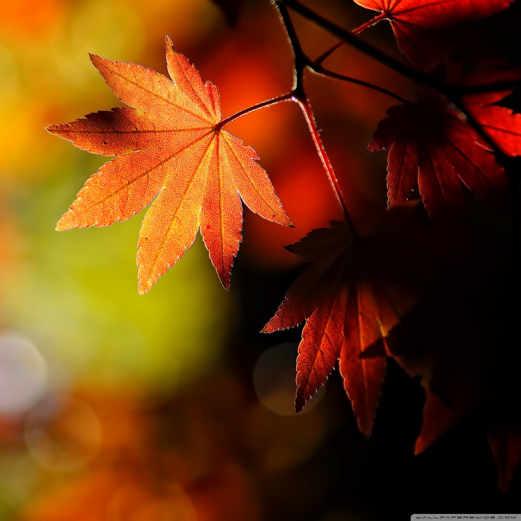Good Morning Fall Background , HD Wallpaper & Backgrounds