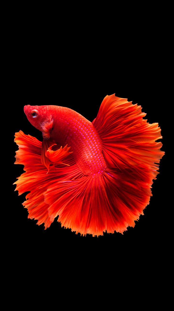 Bettafish Wallpaper F11 Note 10 Wall 62 - Betta Fish , HD Wallpaper & Backgrounds