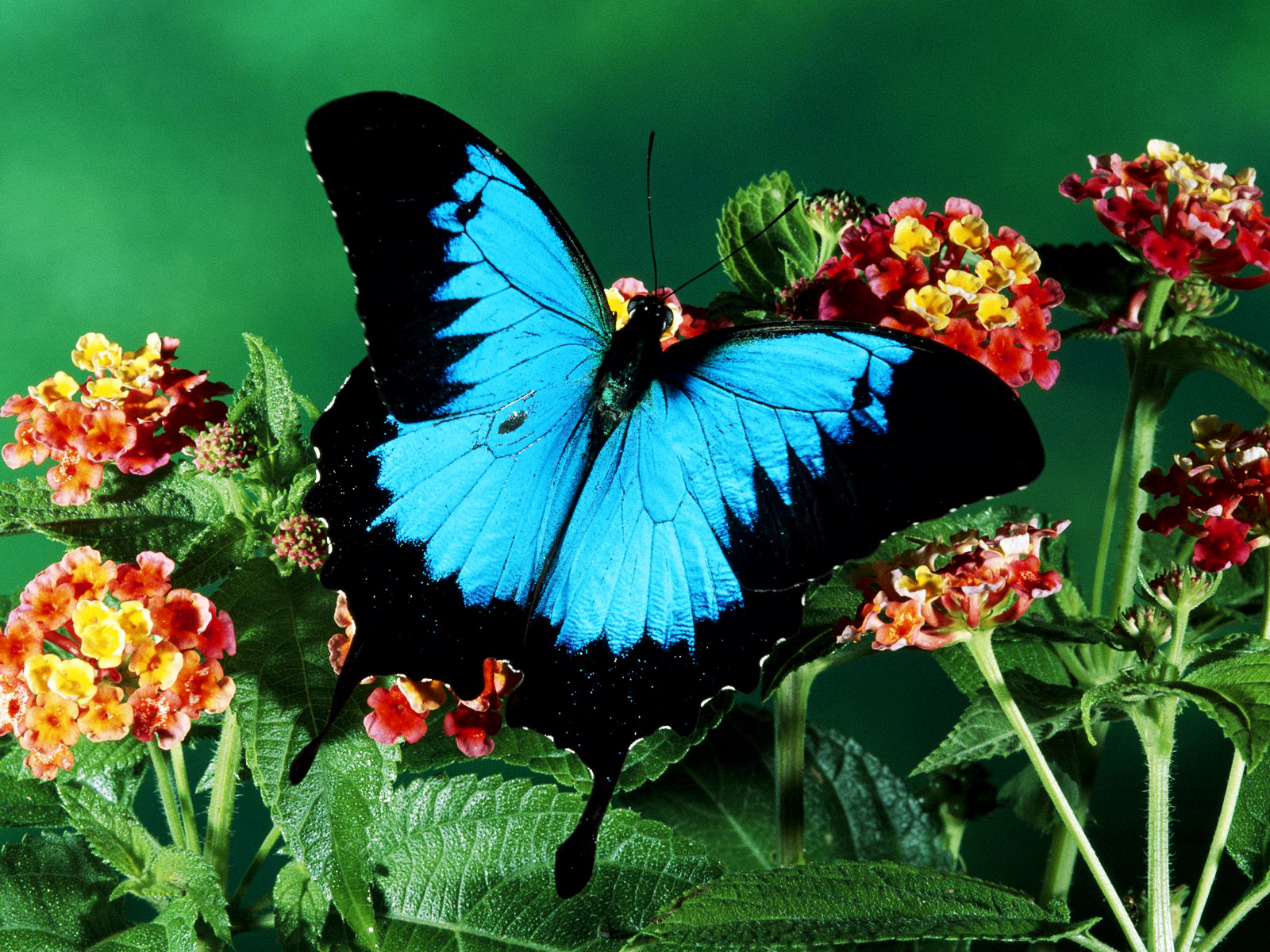 Hd Wallpaper Kupu Kupu Di Atas Dedaunan - Blue Butterfly Sitting On Flower , HD Wallpaper & Backgrounds