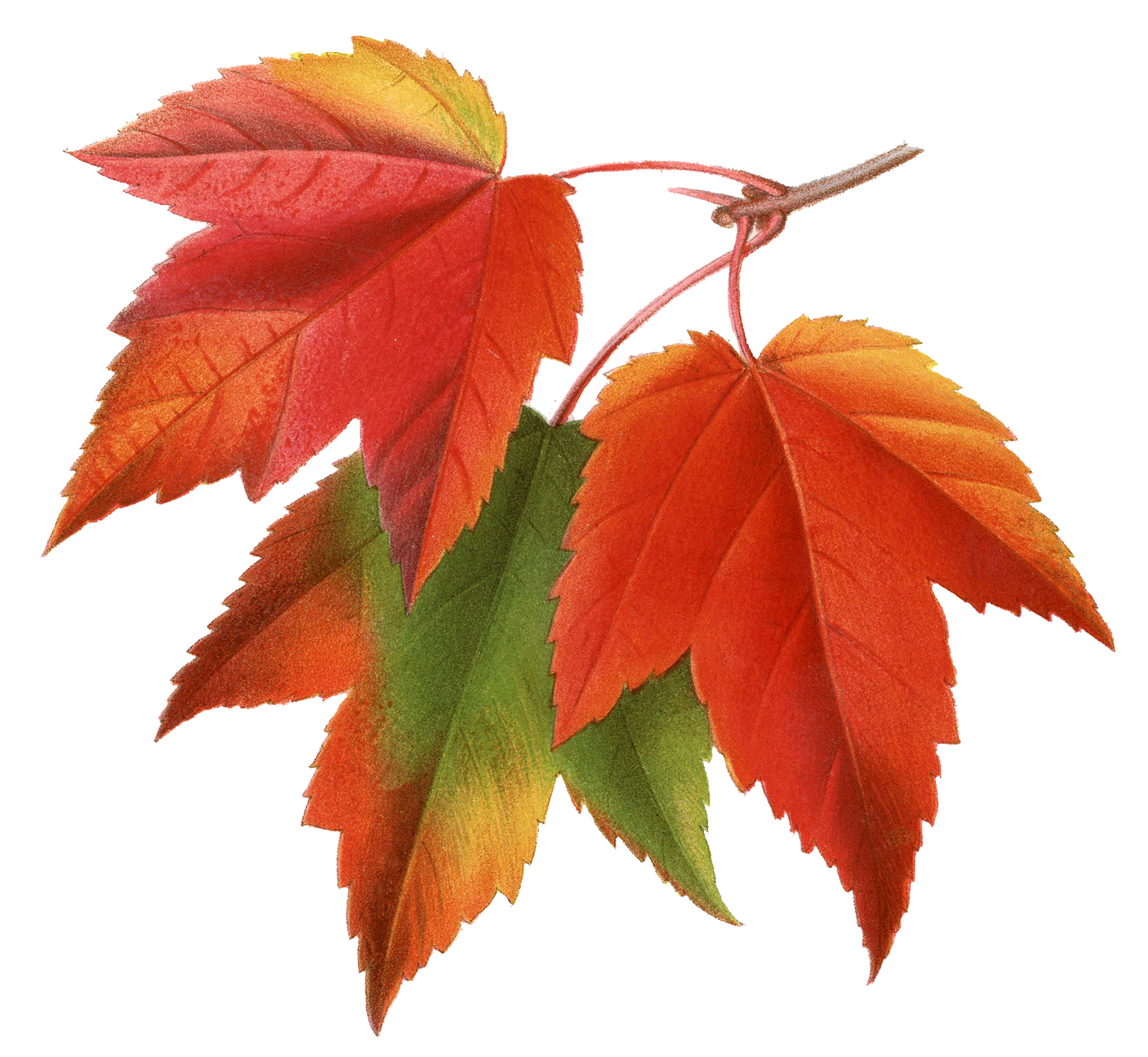 Vintage Printable Maple Leaves - Maple Leaves Transparent Background , HD Wallpaper & Backgrounds