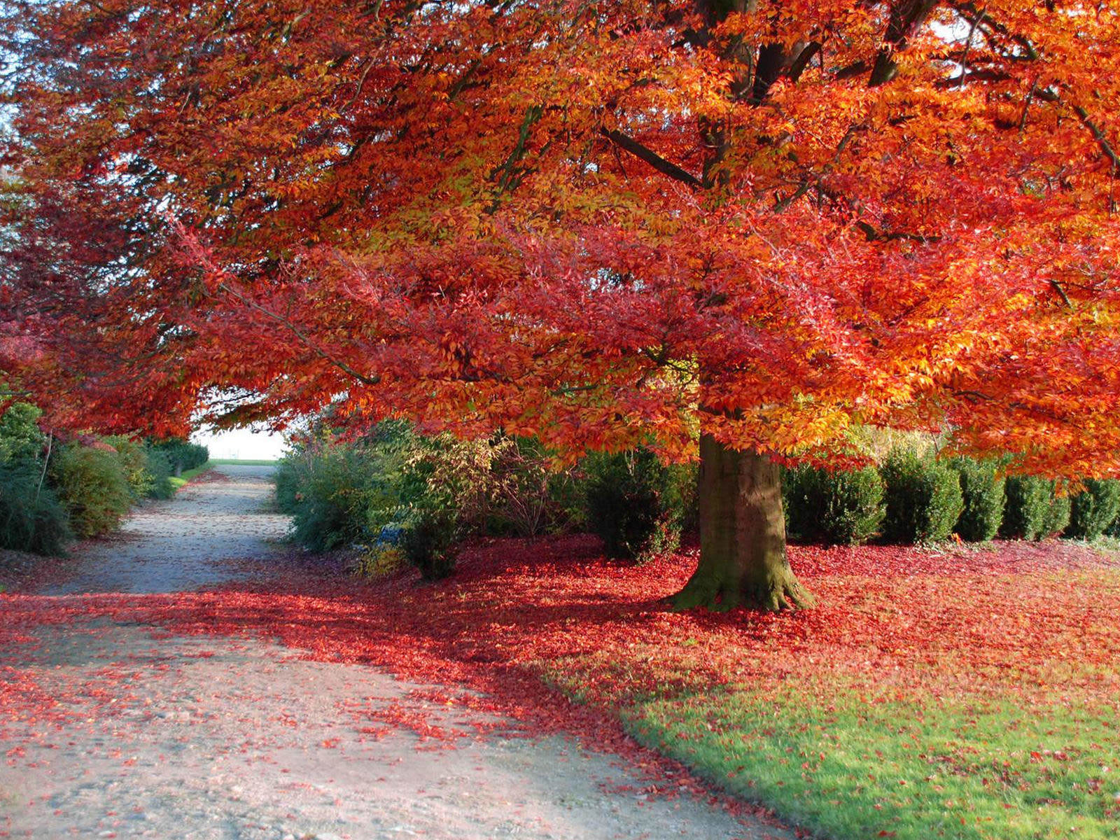 Autumn Scene Wallpapers - Fall Scene Screensavers , HD Wallpaper & Backgrounds