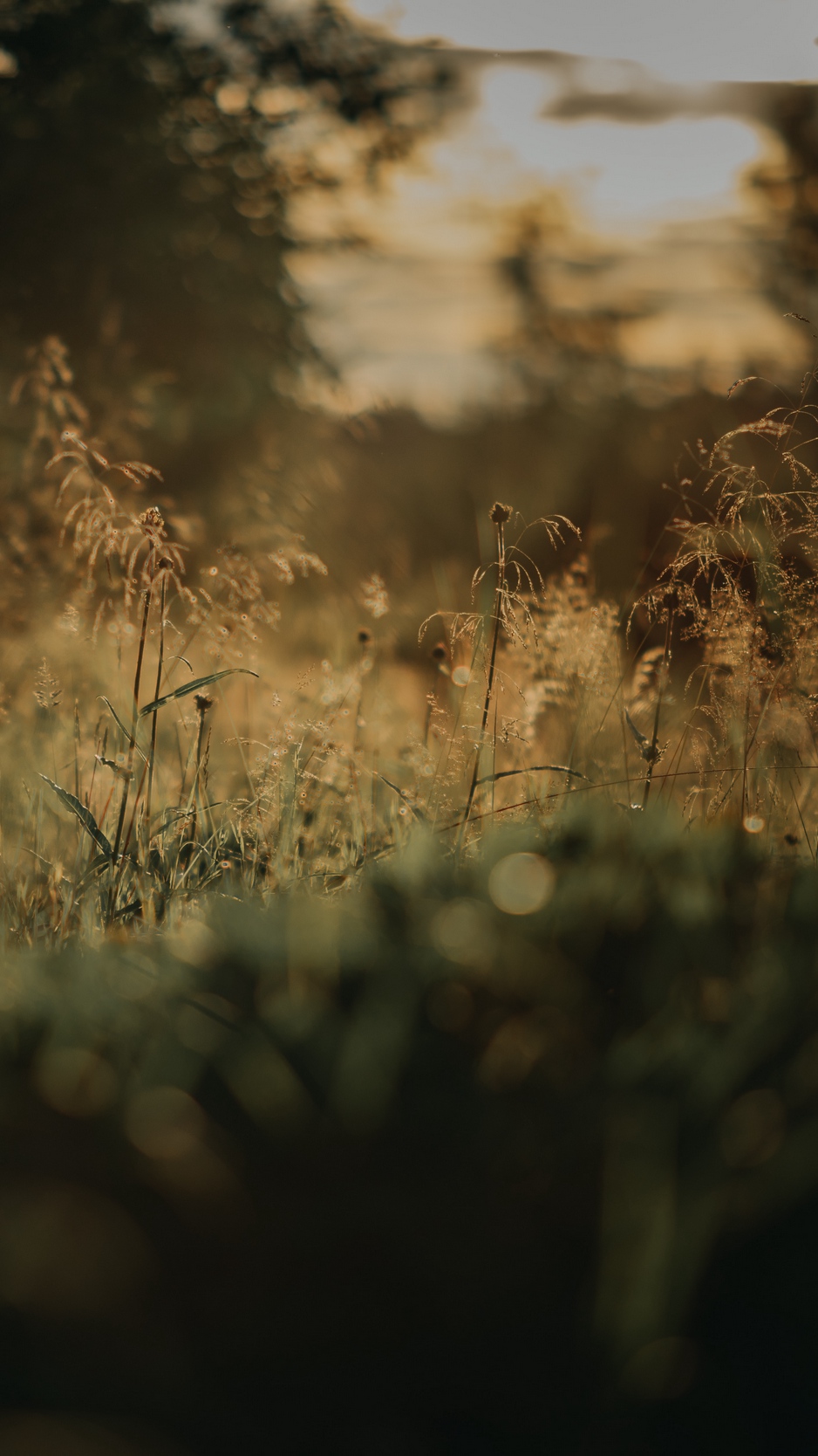 Wallpaper Grass, Plants, Blur, Lawn, Nature - Nature Blur , HD Wallpaper & Backgrounds