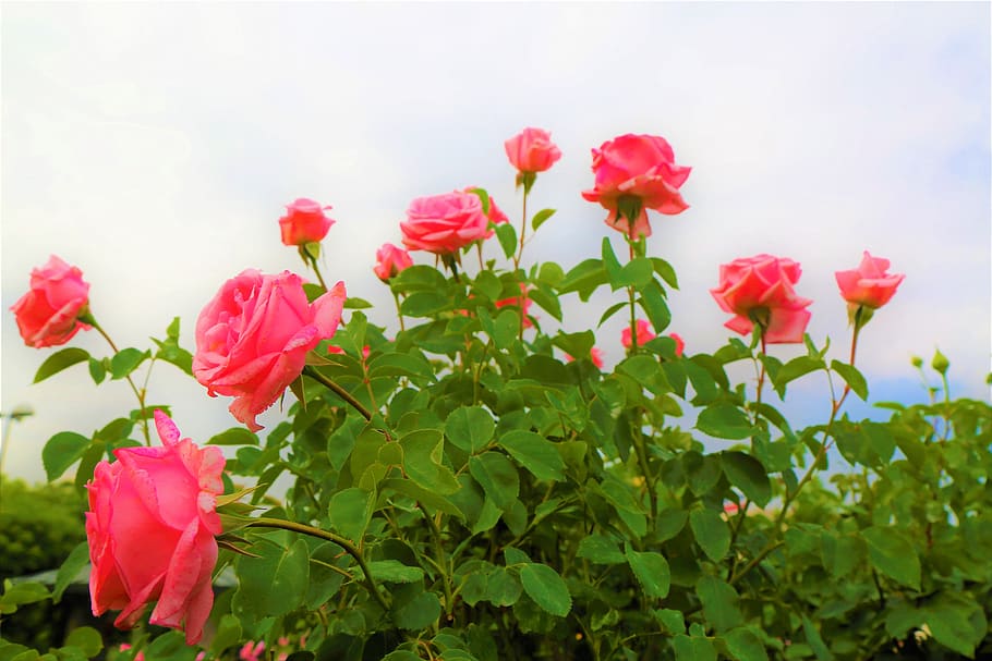 Rose, Nature, Flower, Plant, Love, Romantic, Blooming, - Beautiful Love Romantic Wallpaper Hd , HD Wallpaper & Backgrounds