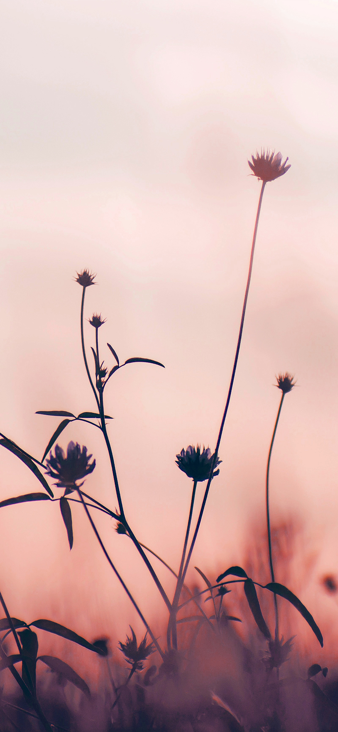 Iphone 7 Pink Flower , HD Wallpaper & Backgrounds
