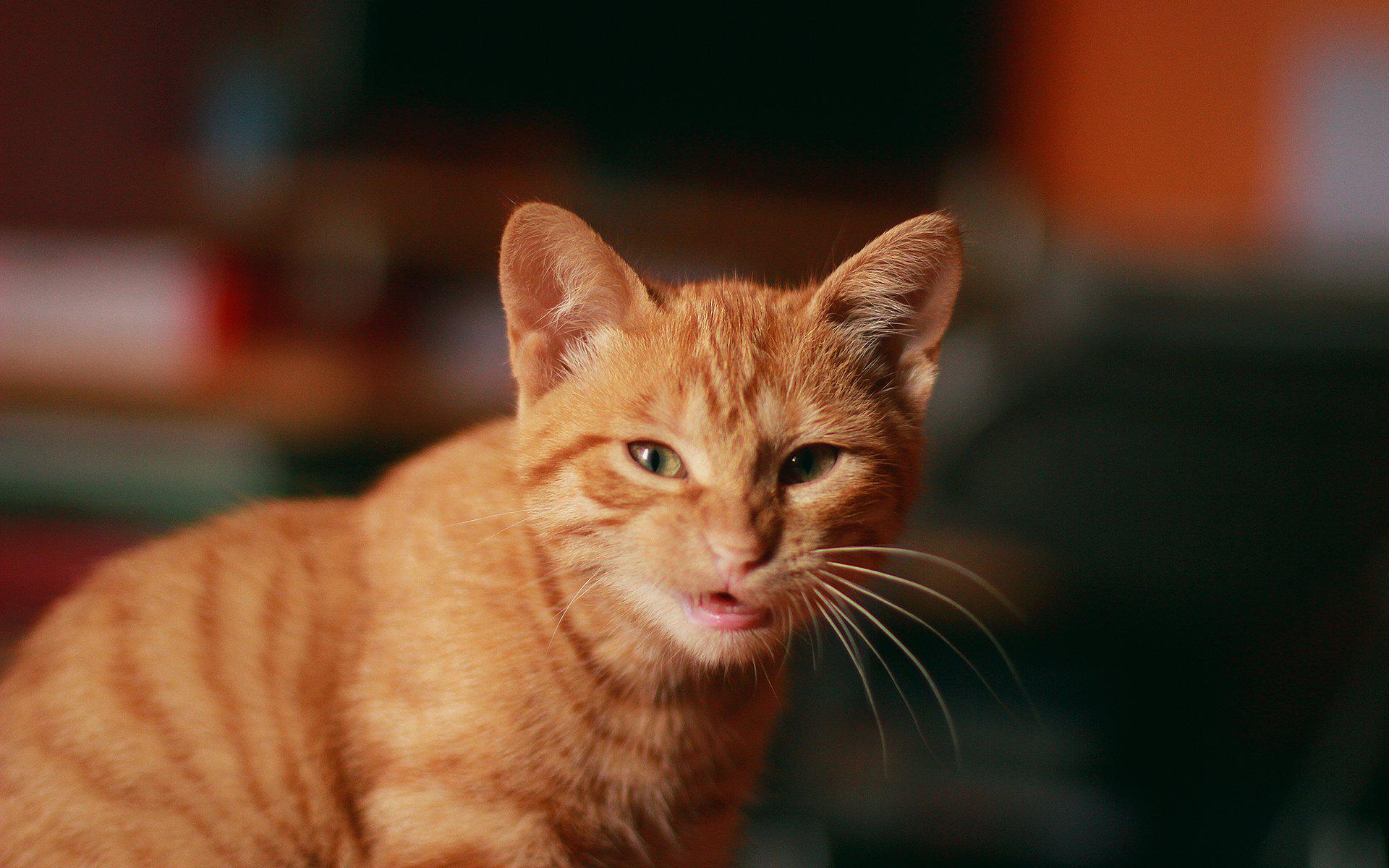 Hd Baby Grumpy Cat Kitten Pictures Free Wallpaper , HD Wallpaper & Backgrounds