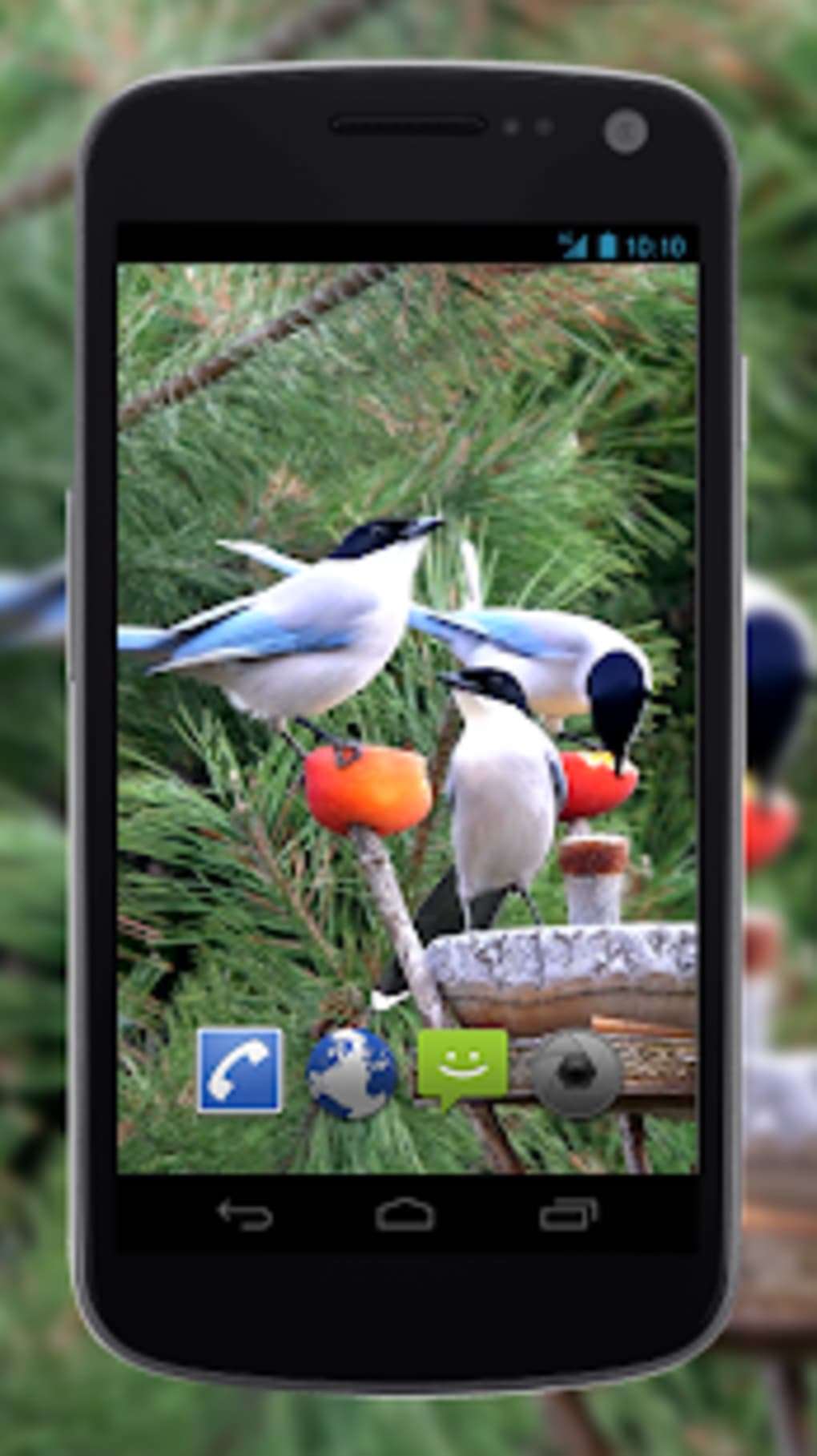 4k Garden Birds Video Live Wallpaper - Ultra Hd Latest Garden Fountains Wallpaper For Iphone , HD Wallpaper & Backgrounds