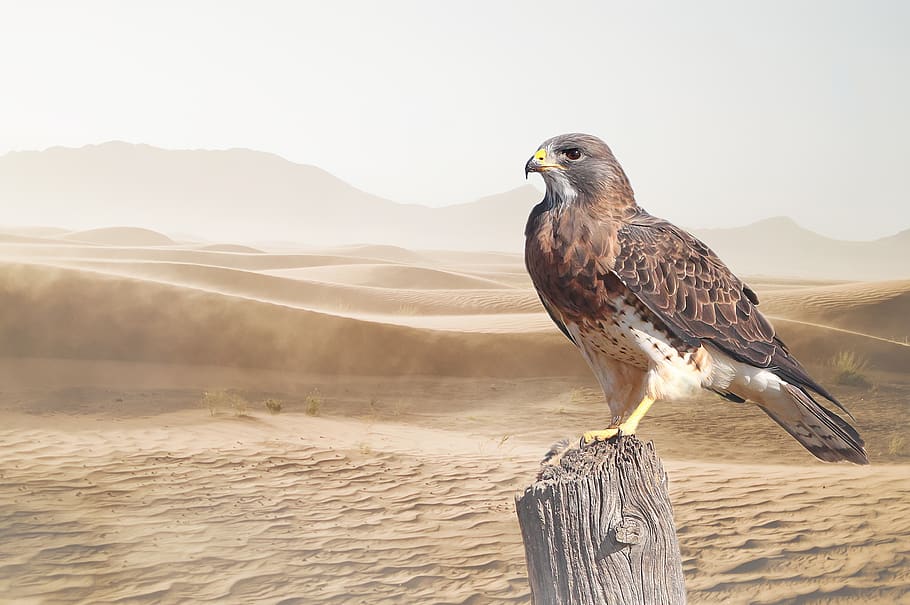 Desert, Bird, Raptor, Nature, Bird Of Prey, Animal, - Brown Bird Of Prey Victoria , HD Wallpaper & Backgrounds