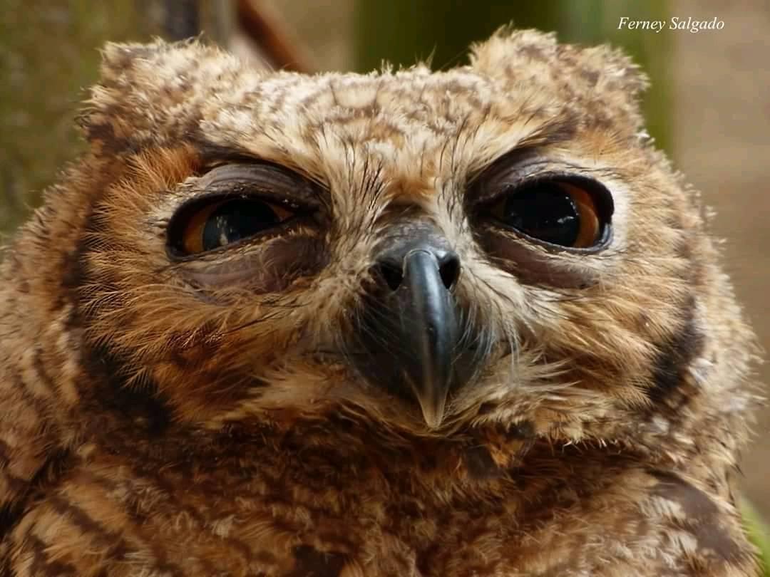 Eastern Screech Owl , HD Wallpaper & Backgrounds