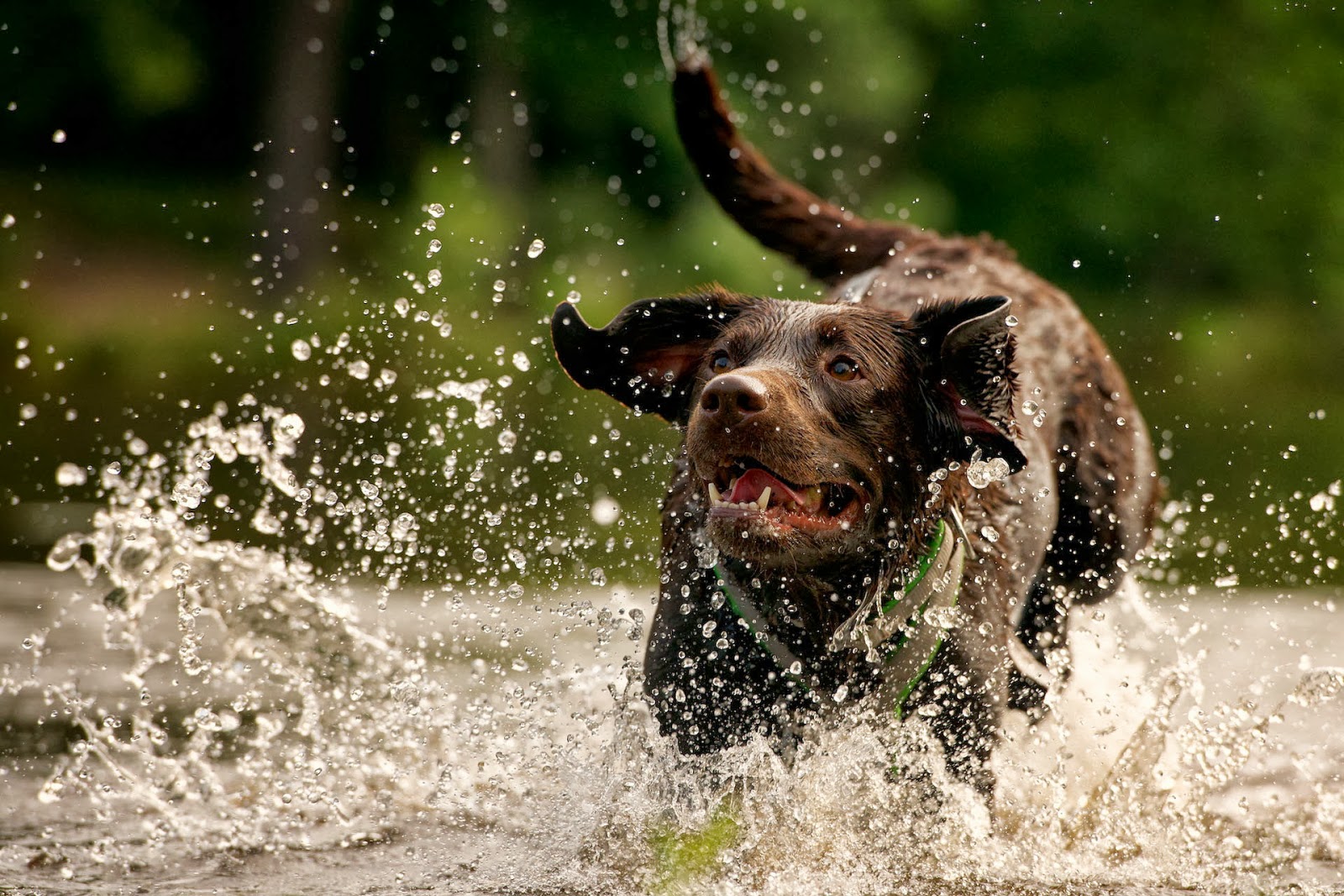Hond Aan Het Rennen En Spelen In Het Water - Dog Catches Something , HD Wallpaper & Backgrounds