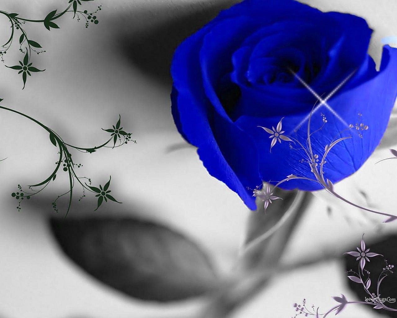 Blue Rose Images Download , HD Wallpaper & Backgrounds