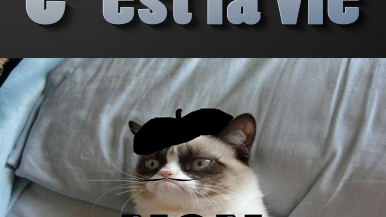 Grumpy Cat Meme Non , HD Wallpaper & Backgrounds