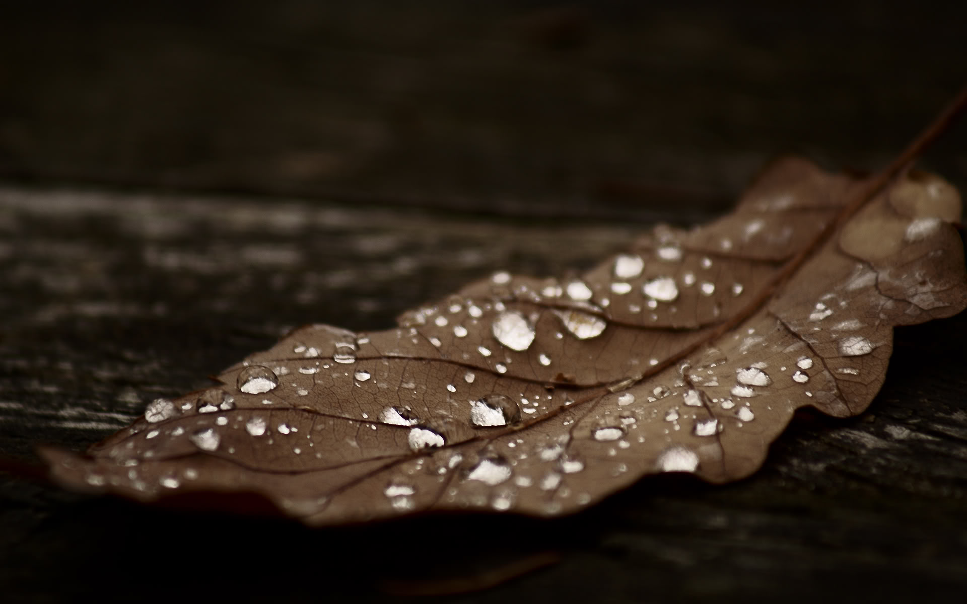 Hd Images Of Dry Leaf , HD Wallpaper & Backgrounds