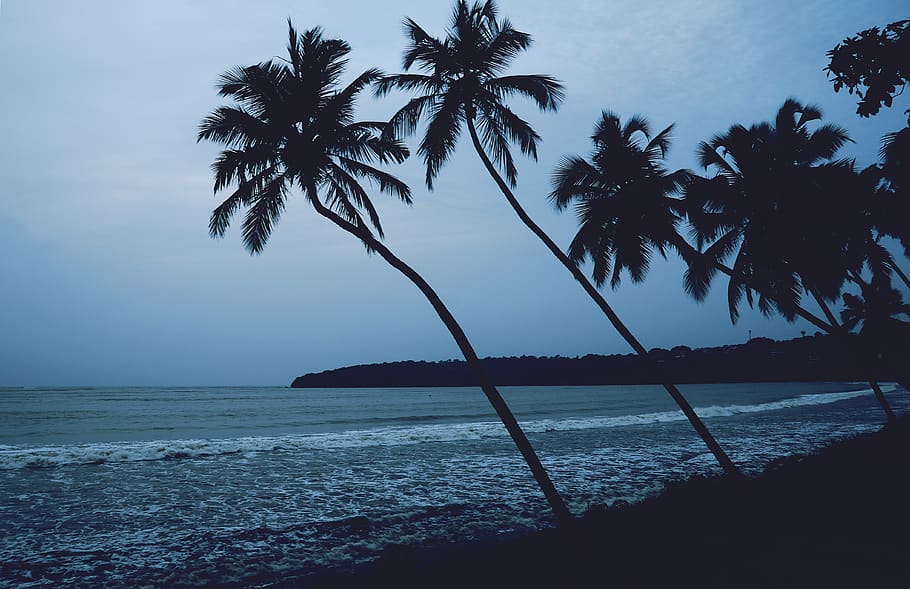 Beach, Goa, India, Palm Tree, Trees, Coast, Beaches, - Sea , HD Wallpaper & Backgrounds