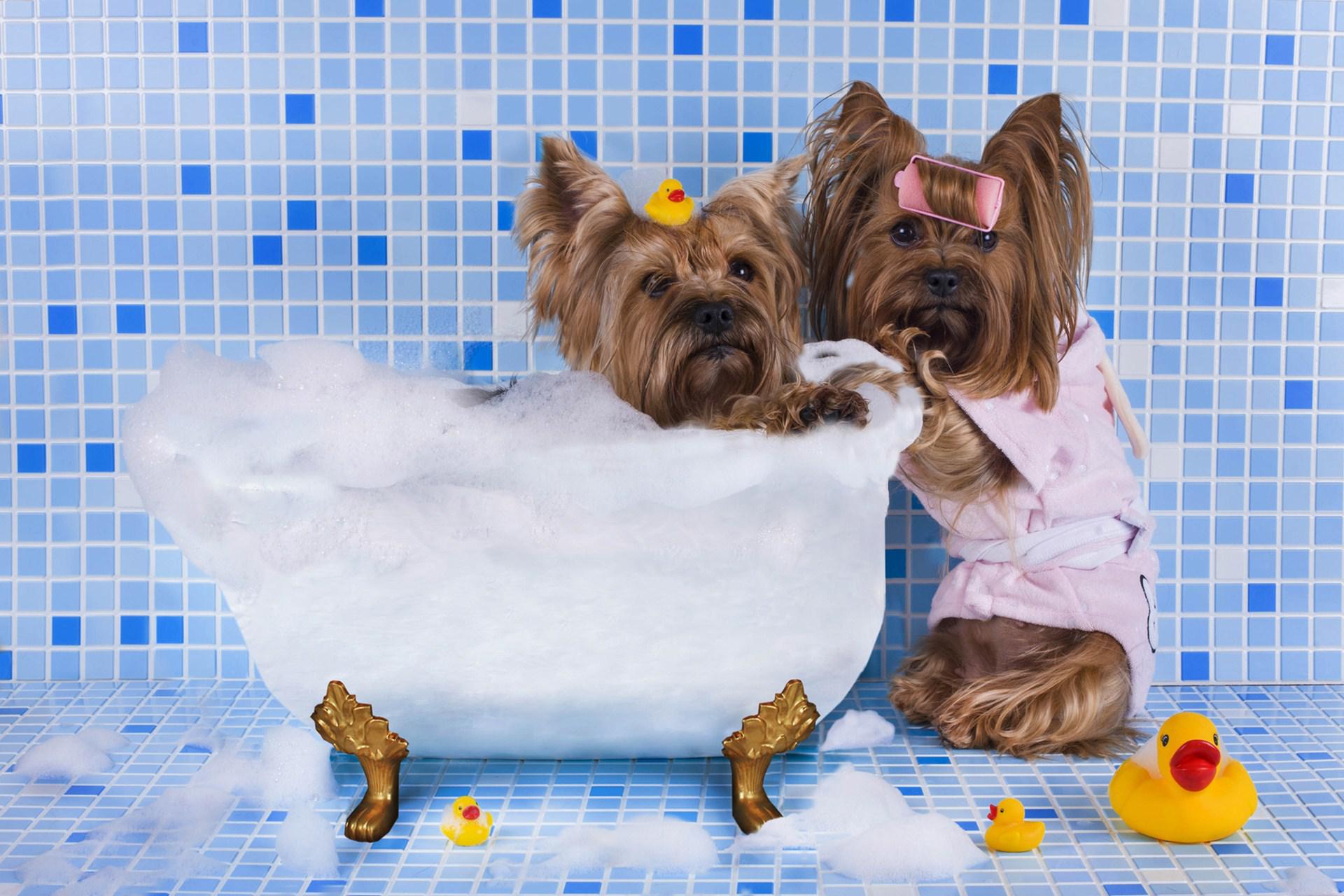 Hd Dog Bathing Funny Wallpaper - Pet , HD Wallpaper & Backgrounds