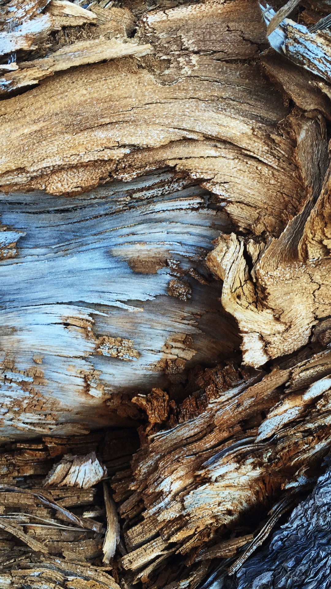 Tree Bark Pattern Iphone Wallpaper - Leather Making , HD Wallpaper & Backgrounds