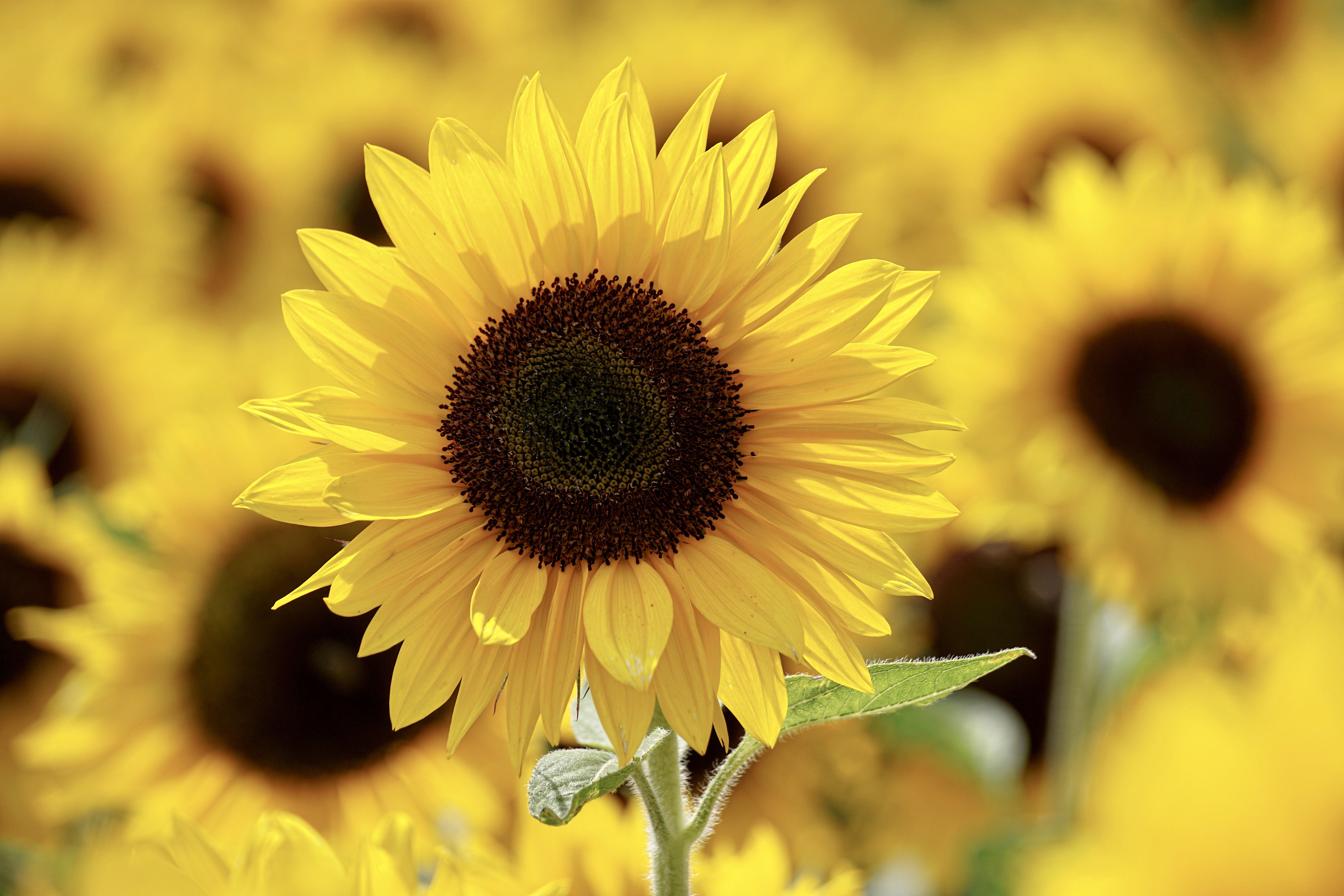 Yellow Sunflower , HD Wallpaper & Backgrounds