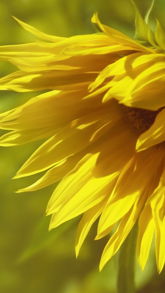 Iphone Wallpaper Sunflower Close-up, Blurry Background - Sunflower , HD Wallpaper & Backgrounds