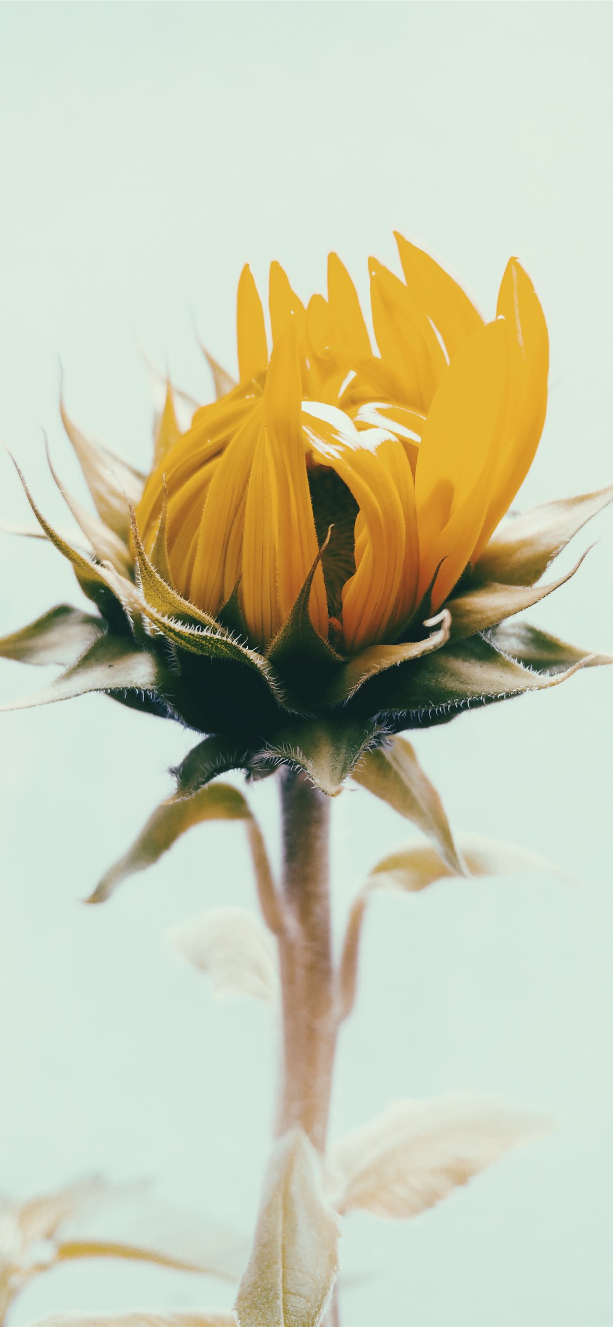 Photography Sunflower , HD Wallpaper & Backgrounds