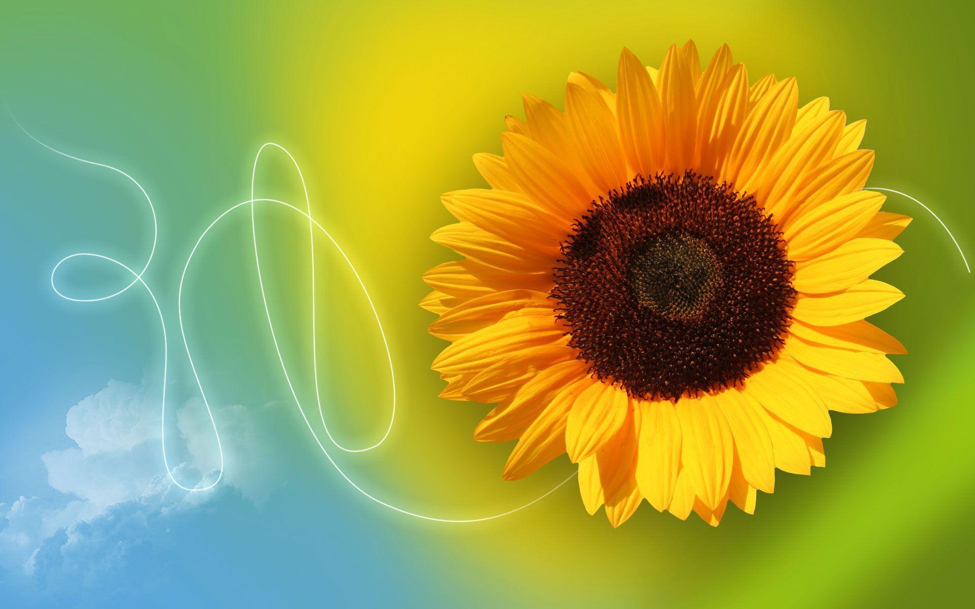 Hd Yellow Sunflower Wallpaper - High Resolution Sunflower Desktop Wallpaper Hd , HD Wallpaper & Backgrounds