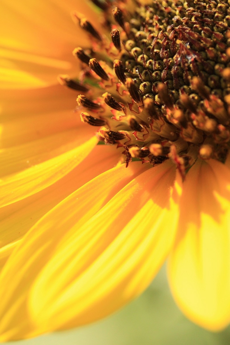 Wallpaper Sunflower, Petals, Background, Bright, Light , HD Wallpaper & Backgrounds