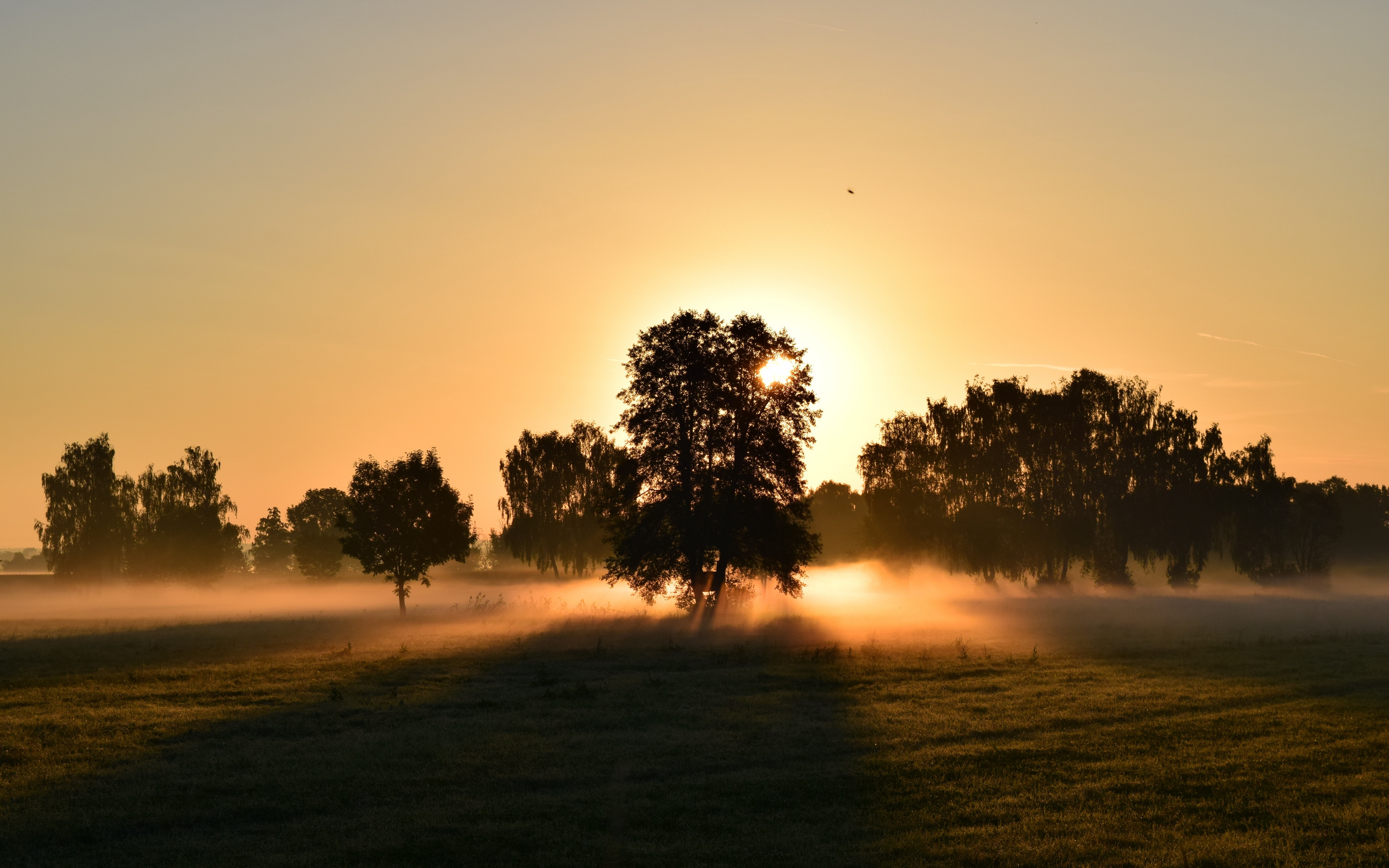 Wallpaper Sunrise, Fog, Trees, Dawn, Morning - Thich Nhat Hanh Quotes Calm , HD Wallpaper & Backgrounds