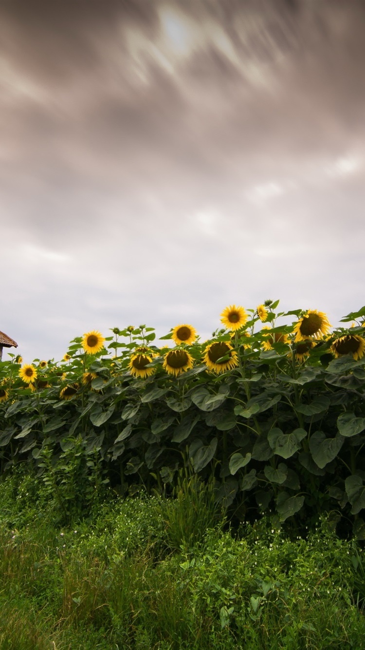 Iphone Wallpaper Sunflowers Field, House, Dusk - Sunflower , HD Wallpaper & Backgrounds