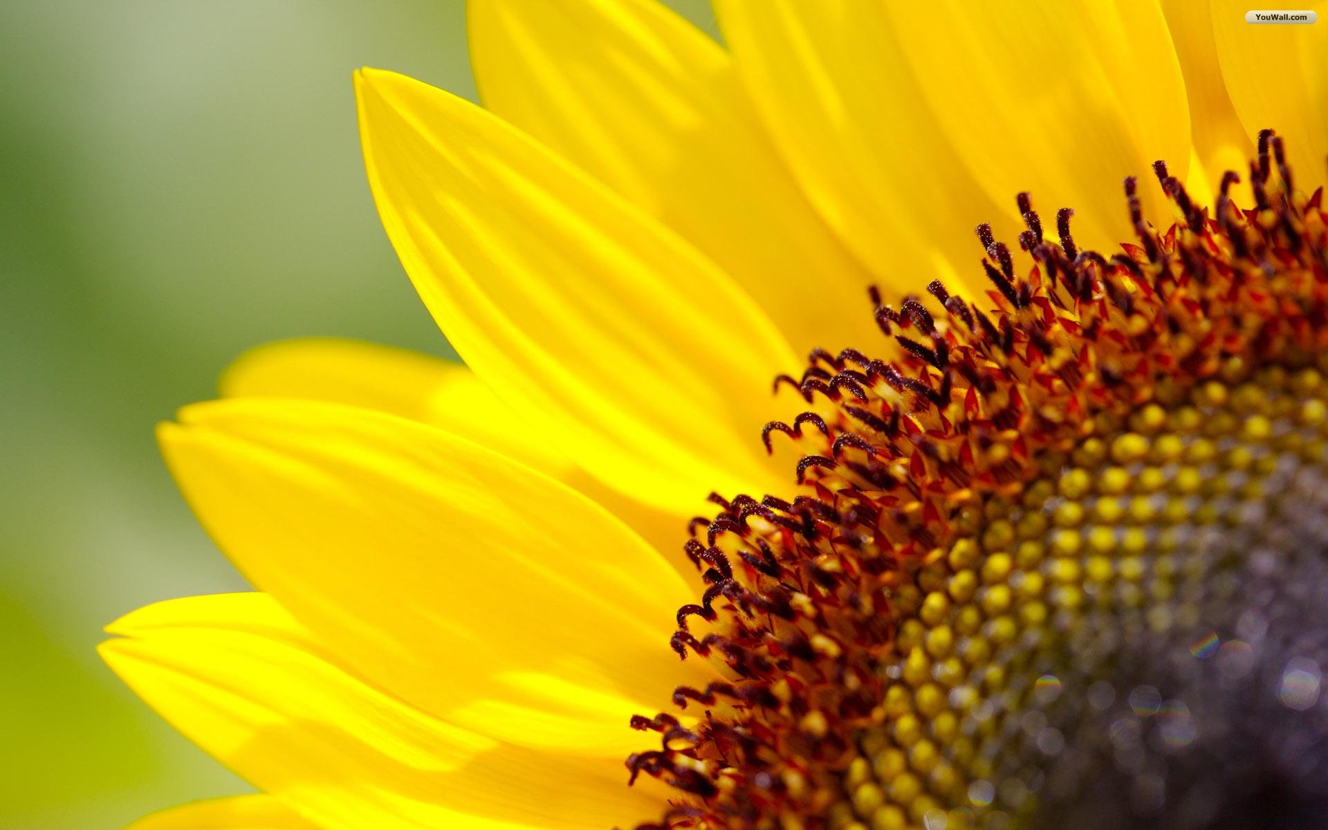 Sunflower Wallpapers, , HD Wallpaper & Backgrounds