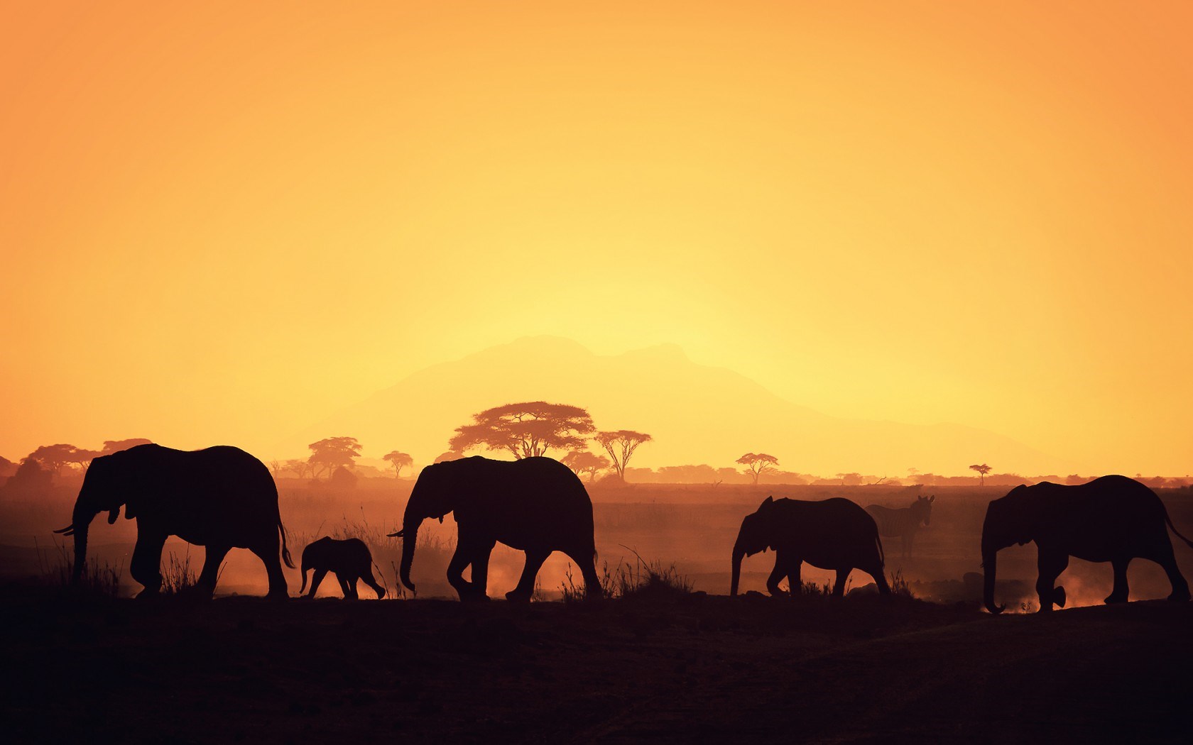 48 Hd Africa Wallpapers For Desktop And Mobile - I M Not African Because I Was Born , HD Wallpaper & Backgrounds