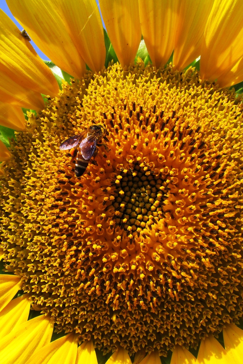 Wallpaper Sunflower, Petals, Bee, Pollination - Подсолнух И Пчёлы , HD Wallpaper & Backgrounds