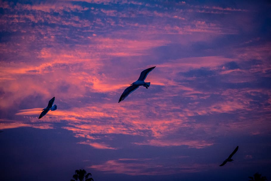 Gull, Gulls, Seagull, Seagulls, Sunrise, Morning, Good - Seabird , HD Wallpaper & Backgrounds