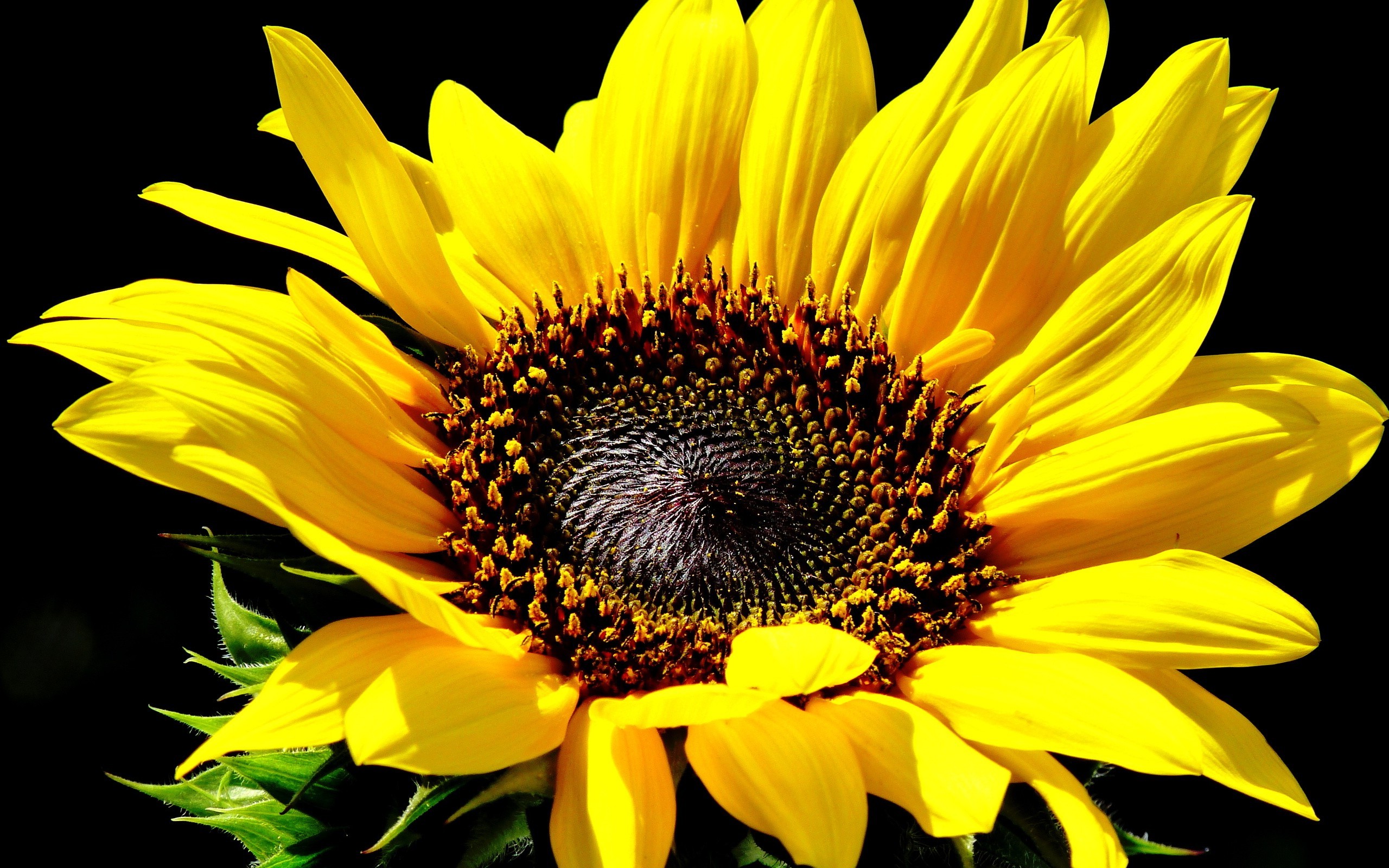 Common Sunflower , HD Wallpaper & Backgrounds