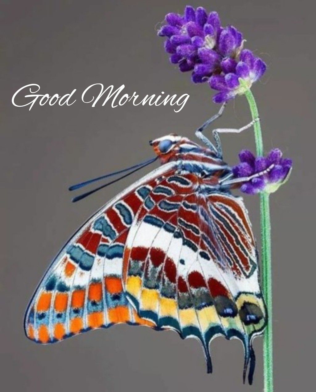 Beautiful Good Morning Images - Butterfly , HD Wallpaper & Backgrounds