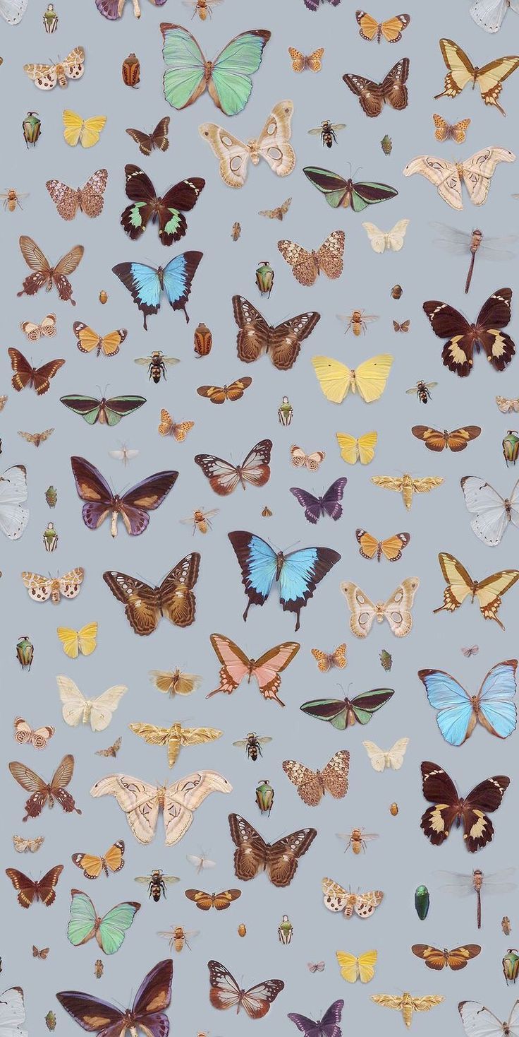 Butterfly Iphone Wallpaper Aesthetic , HD Wallpaper & Backgrounds