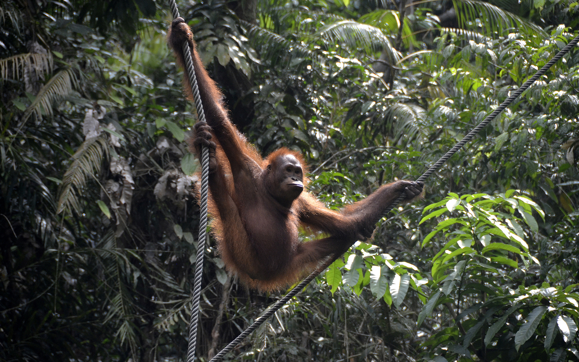 Orangutan , HD Wallpaper & Backgrounds