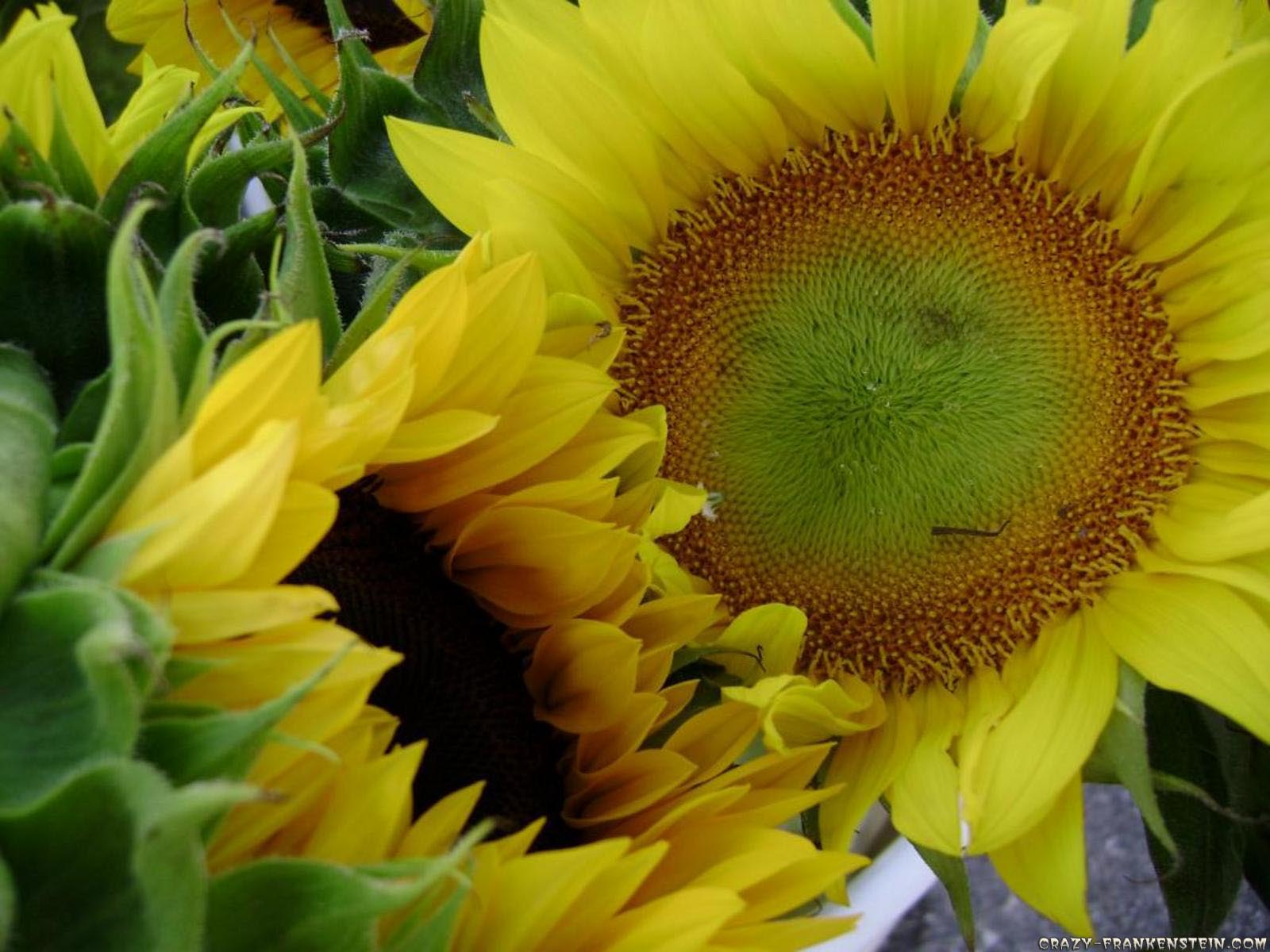 Sunflowers , HD Wallpaper & Backgrounds