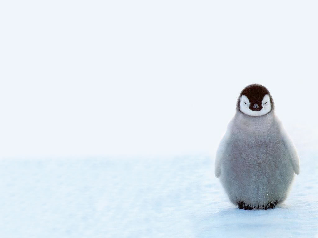 Cute Baby Penguins, Animals, Winter, Snow Wallpaper,cute - Cute Penguin , HD Wallpaper & Backgrounds