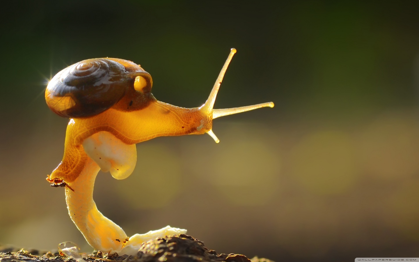 Good Morning Wallpaper 4k Full Screen , HD Wallpaper & Backgrounds