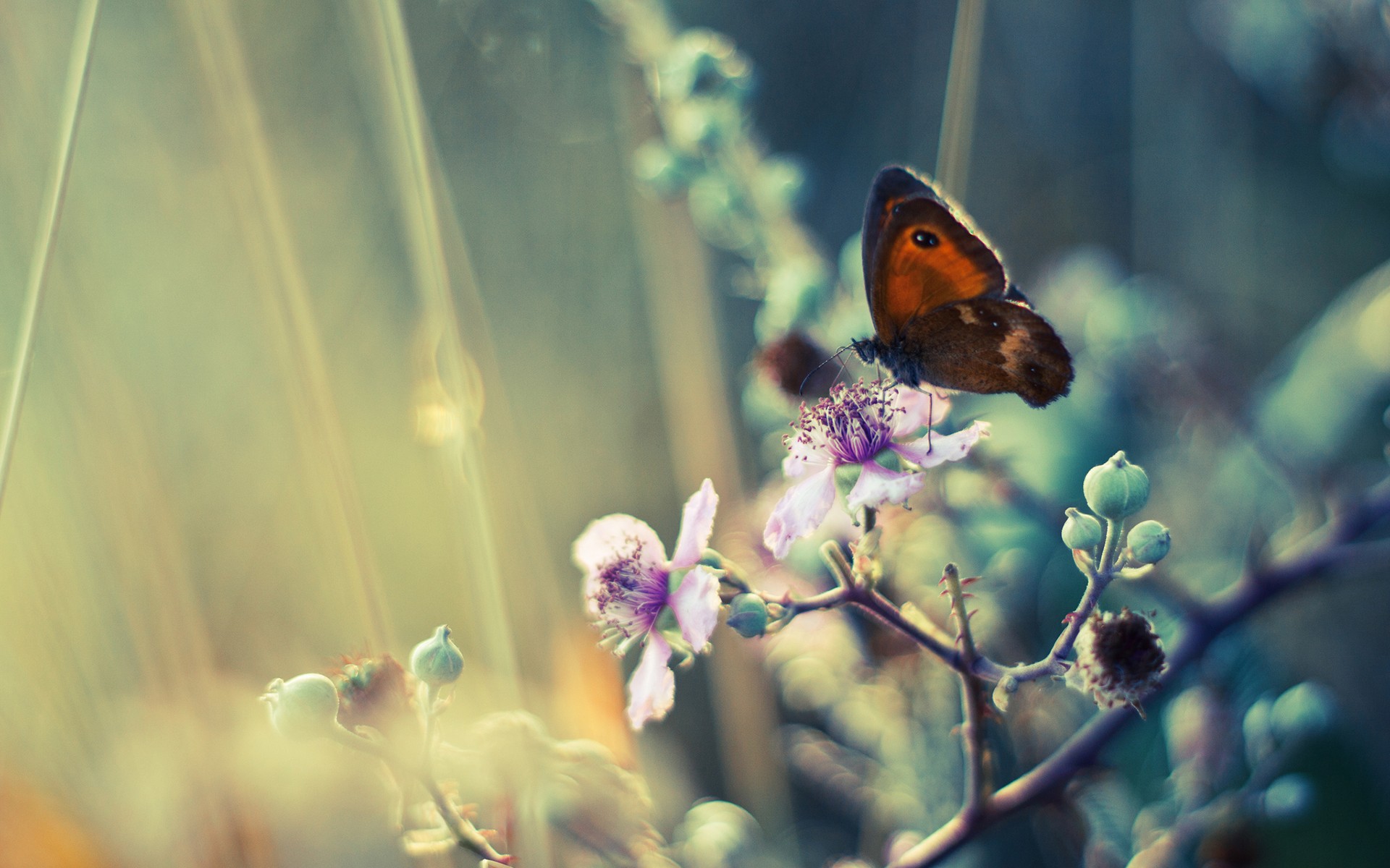 #animals, #plants, #insect, #depth Of Field, #butterfly, - Todo Momento Estamos Dejando De Ser , HD Wallpaper & Backgrounds